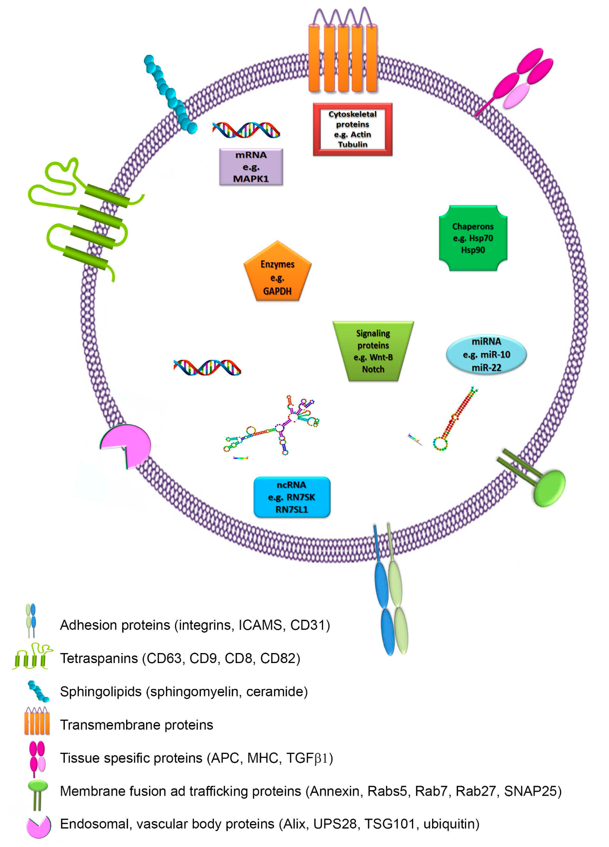 Cilia