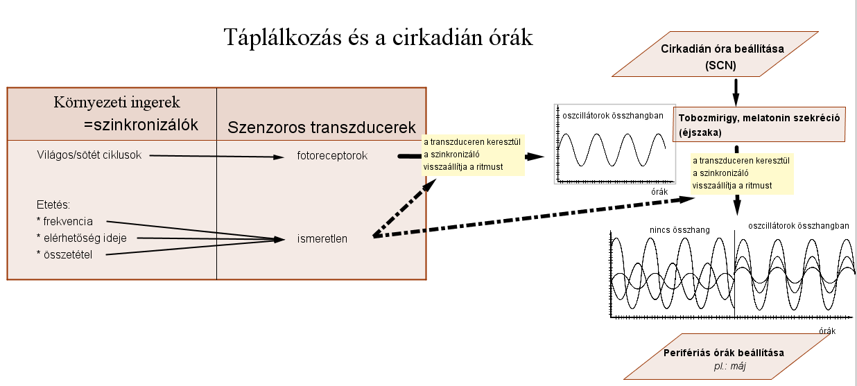 2. ábra