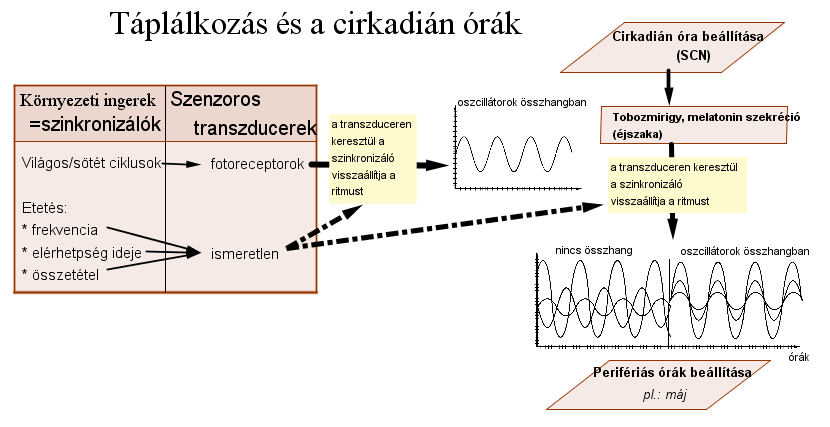 2.ábra