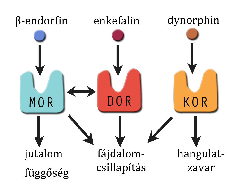 felugró szöveg