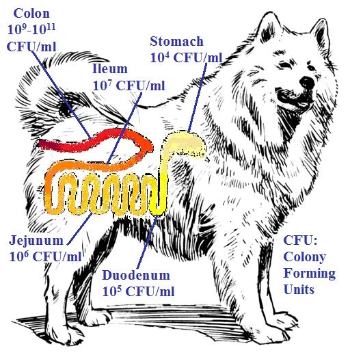 populations of bacteria are much greater in more stable regions, such as the cecum and colon (All species, not just dogs.)