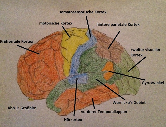 Abb. 1: Großhirn