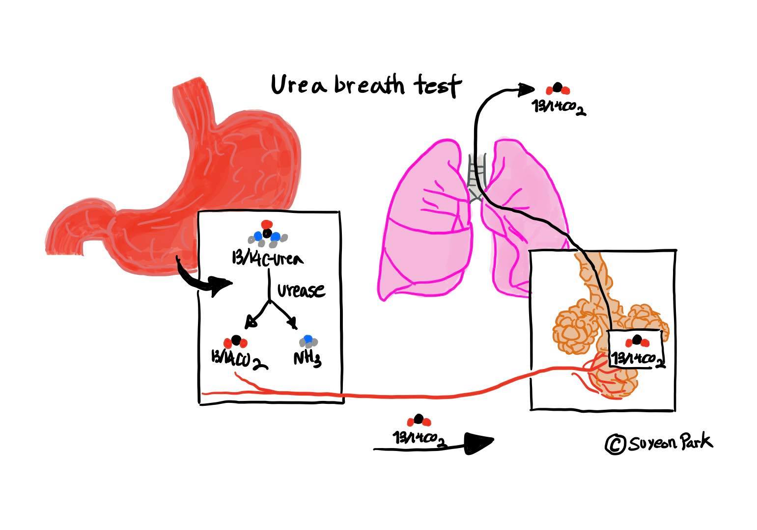 UBT.jpg