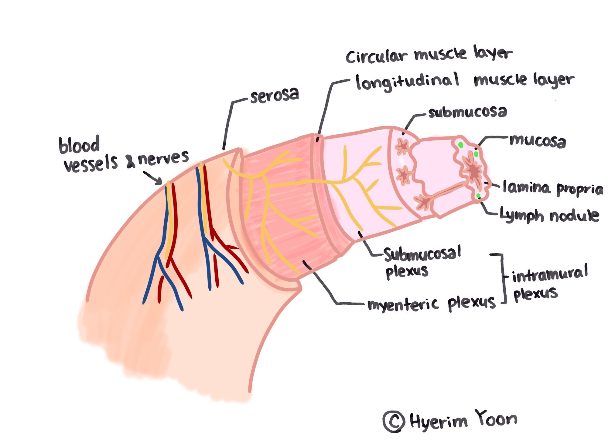 stomach physiology.jpg