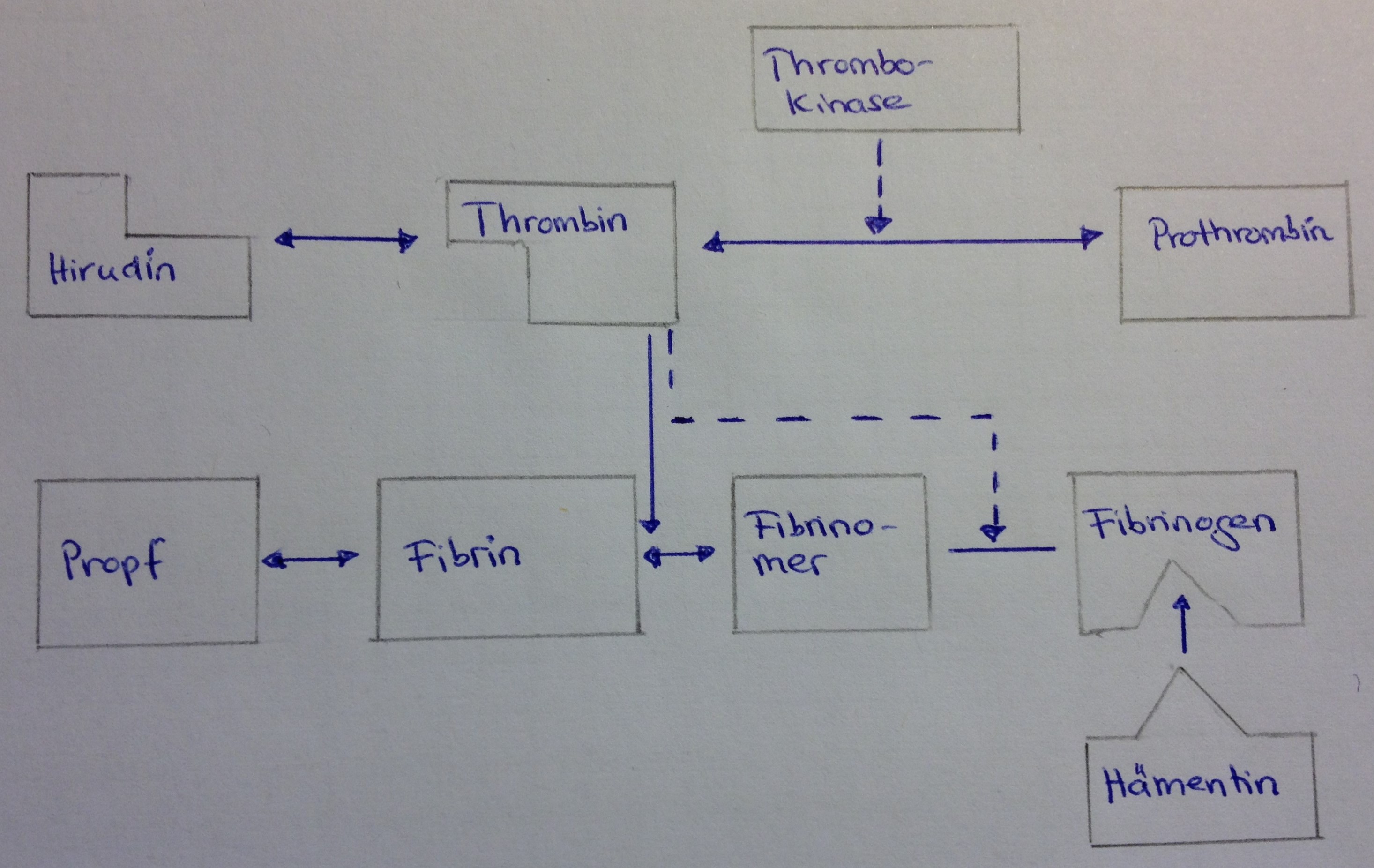 Einfluss von Hirudin auf die Blutgerinnungskaskade