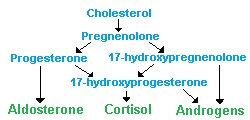 CHOLESTEROL.jpg