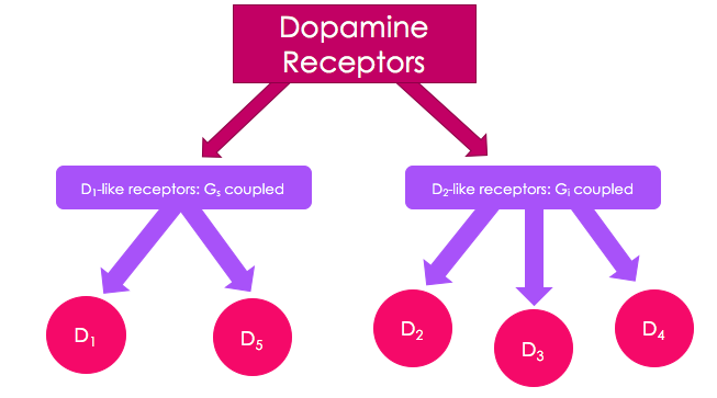 Dopamin.png