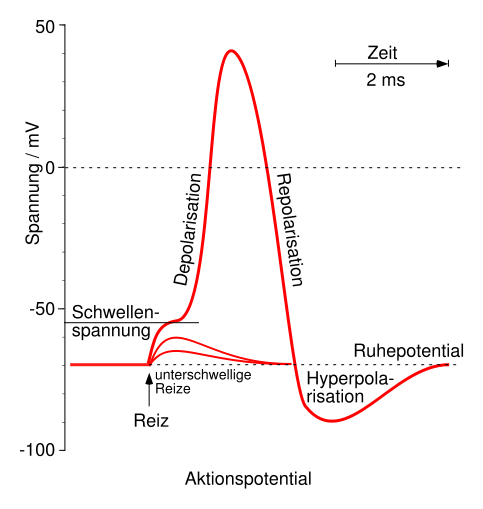Abbildung 3, Verlauf eines Aktionspotentials