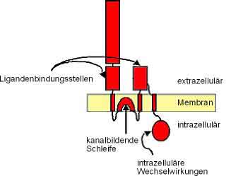 Abbildung 4,Struktur der GluR-Untereinheit eines AMPA-Rezeptors