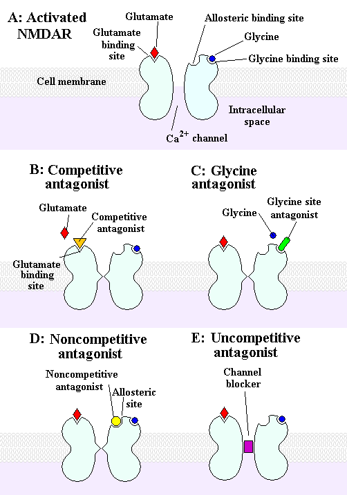 Abbildung 1, NMDA- Rezeptoren in aktivierter Form und in verschiedenen Formen der Hemmung