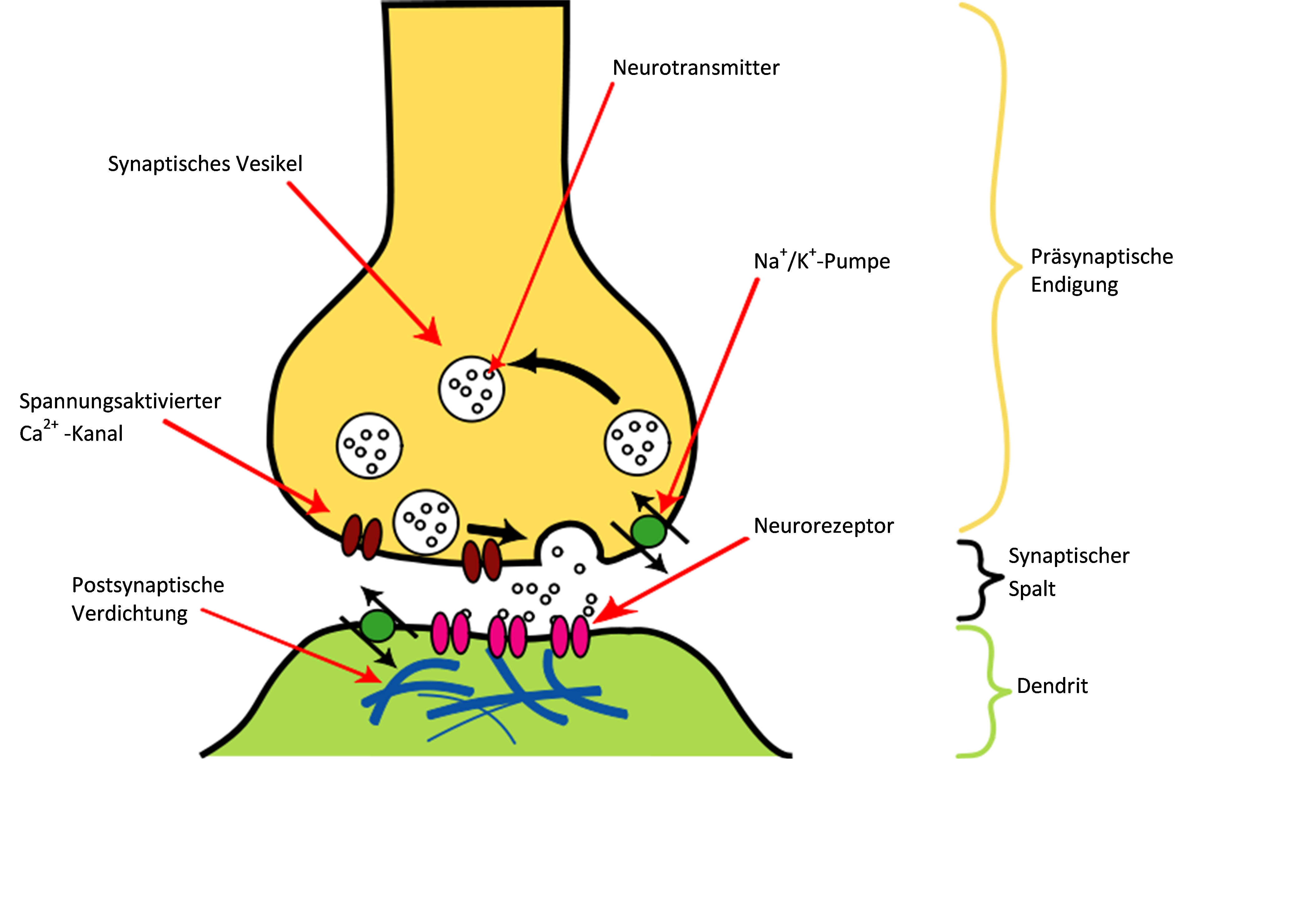 Abbildung 2, Synapse mit ihrer chemischen Funktion