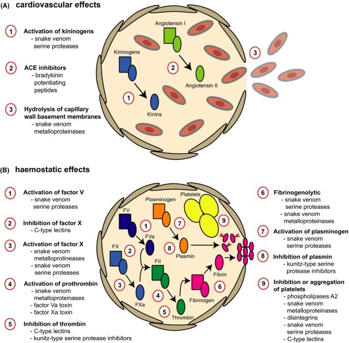 Hemotoxinok élettani hatásai (Julian Slagboom és munkatársai: British Journal of Haematology)