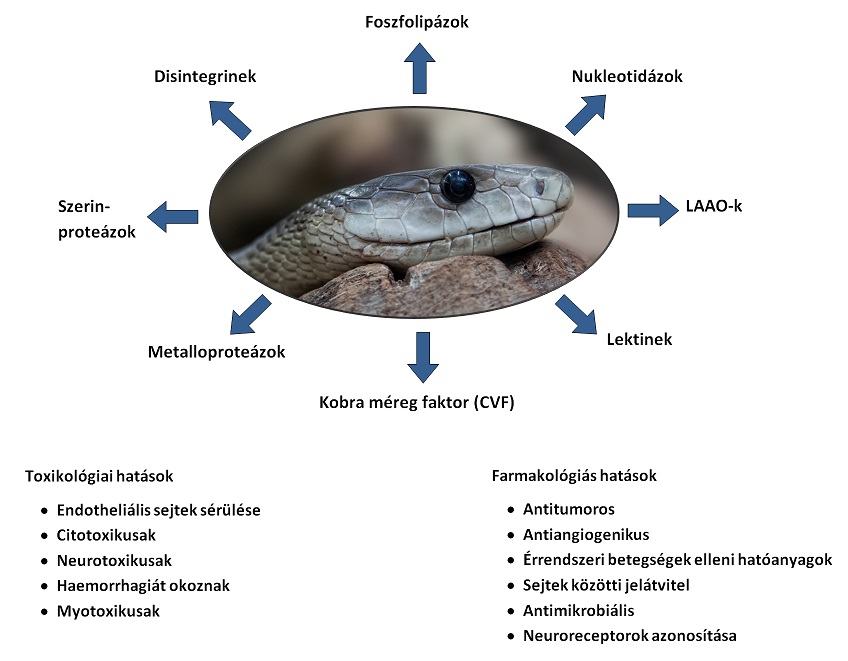 A kígyóméreg összetevői, valamint toxikológiás és farmakológiás hatásai