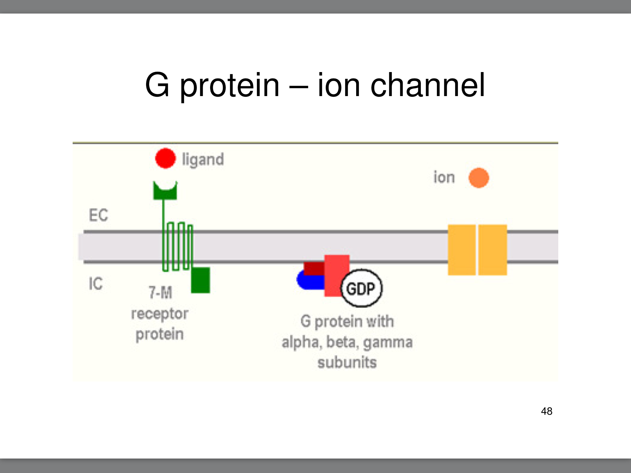 Figure 3: G- Protein Mechanism Step One (Bartha, 2009).