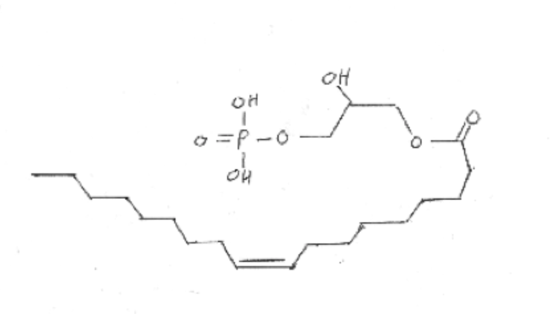 Figure 1: Structure of LPA