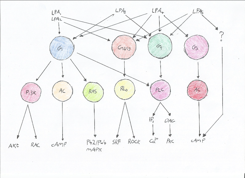 Figure 2: G- Protein's Coupled to LPA Receptors (Lin, Herr and Chun, 2010)