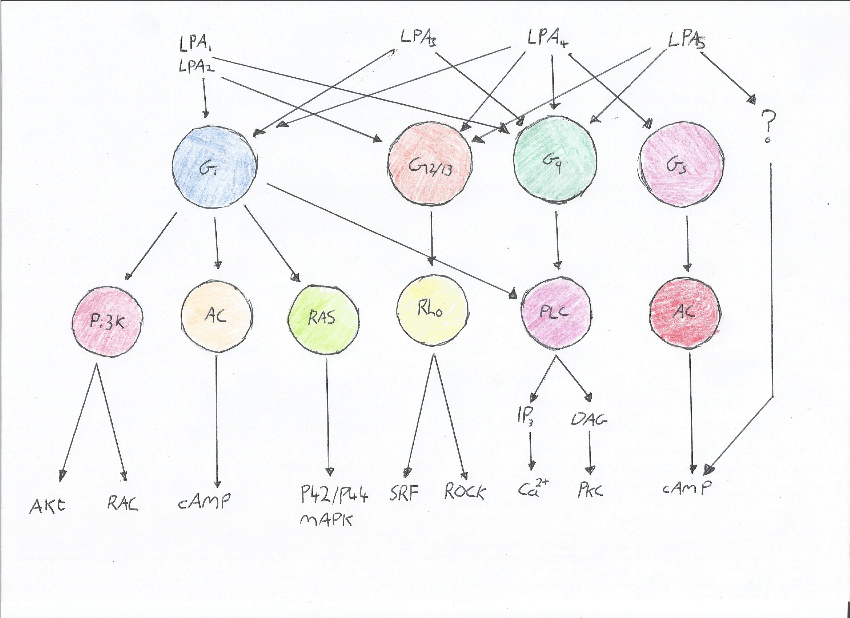 G- Proteins Coupled To LPA Receptors