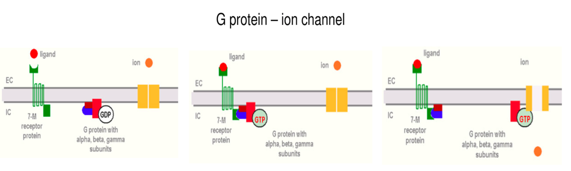 Figure 3: G- Protein Mechanism