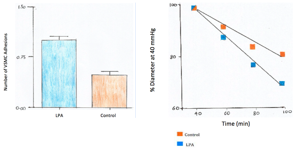 Figure 4: Left: Number of VSMCs with Integrin Adhesion LPA Exposed Group versus Control Right: Diameter Change in LPA Group versus Control as a Function of Time (Redrawn by Student)