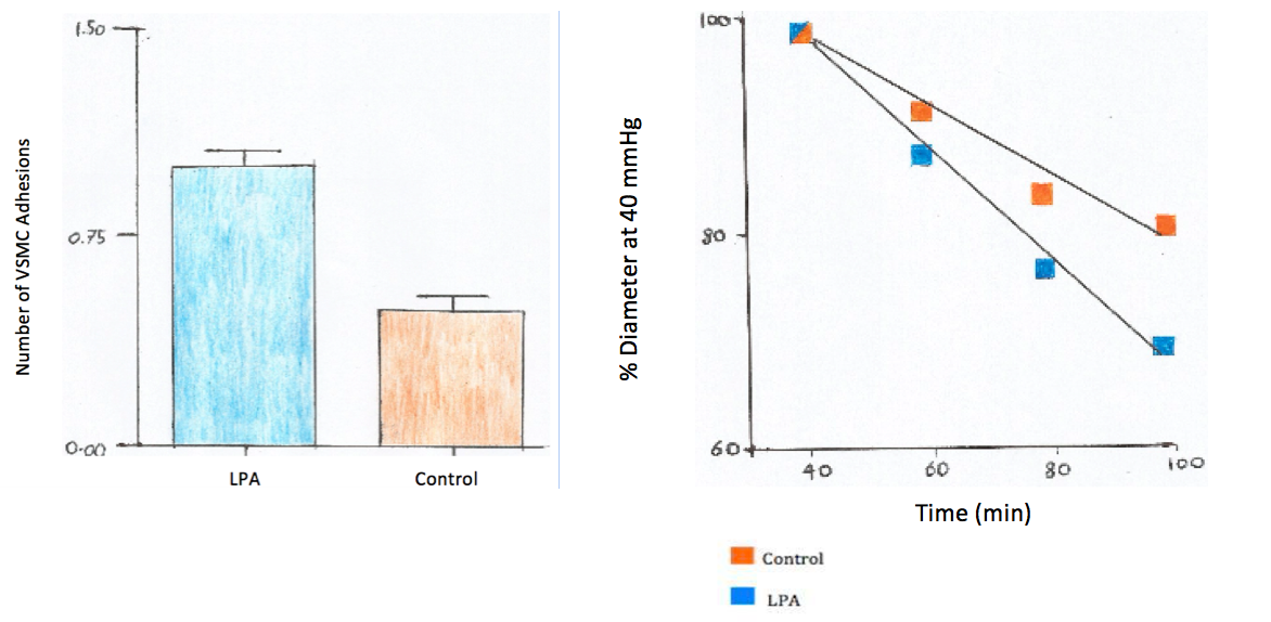 Figure 4: '''''Left''''': Number of VSMCs with Integrin Adhesion LPA Exposed Group versus Control '''''Right''''': Diameter Change in LPA Group versus Control as a Function of Time (Self Made Figure Based on Staiculescu et al., 2014)