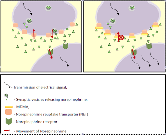 Mechanism of noradrenaline.jpg