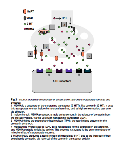 Neurotransmitter figure.jpg