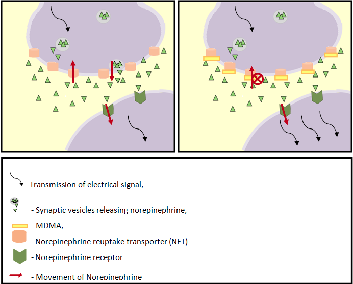 Noradrenaline mechanism.jpg