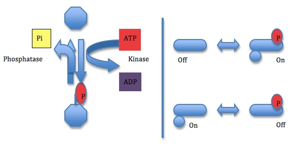 Phosphorylation1.JPG