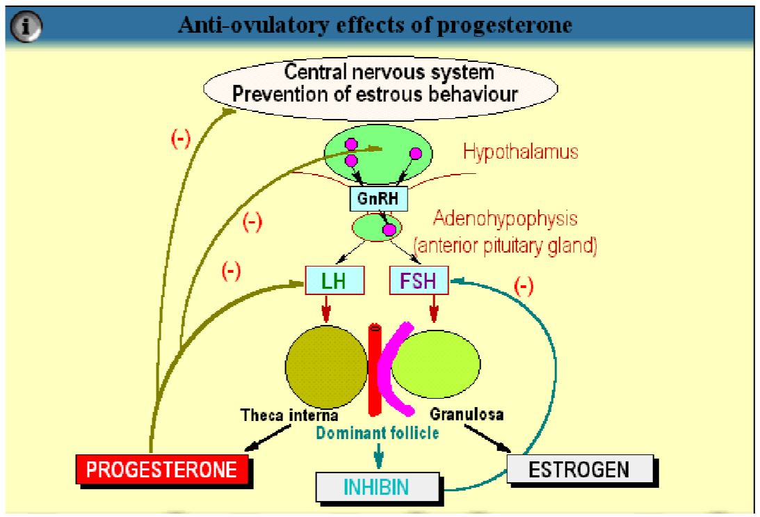 anti-ovulatory P4