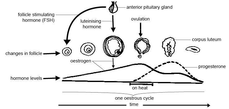 the estrous cycle