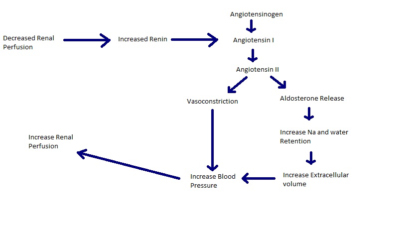 http://www.wiki.vetphysiol.hu/MaternalDietaryRestriction?action=AttachFile&do=get&target=angiotensin+map.jpg