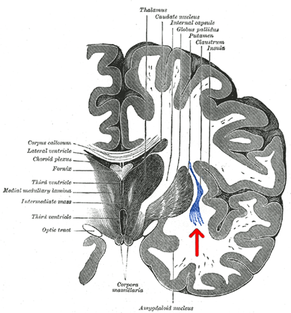 Claustrum