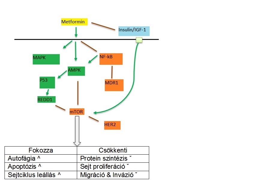 metformin jelp