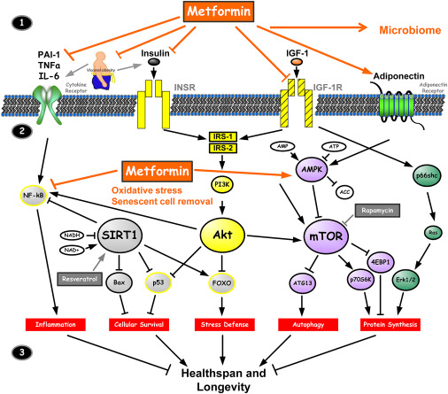 Metformin mechanism of action