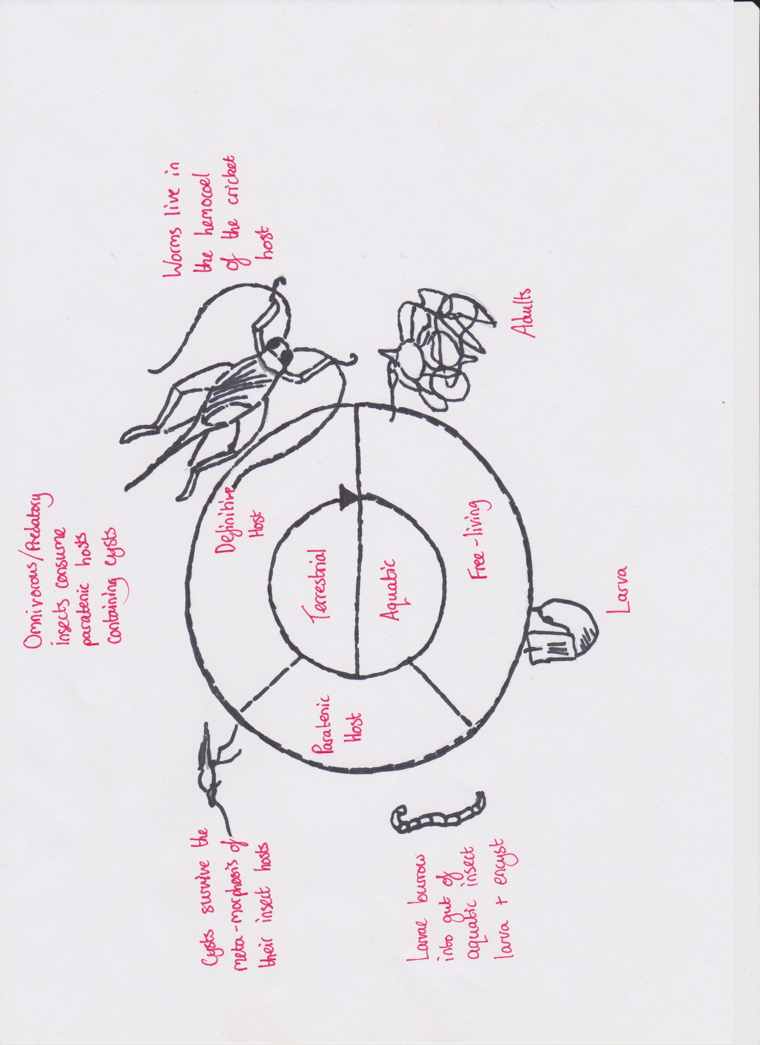 Nematomorpha Worm Life cycle