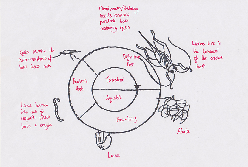 Nematomorpha Worm Life cycle