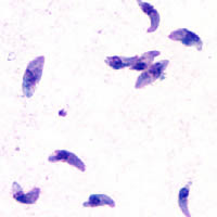 Toxoplasma gondii cells
