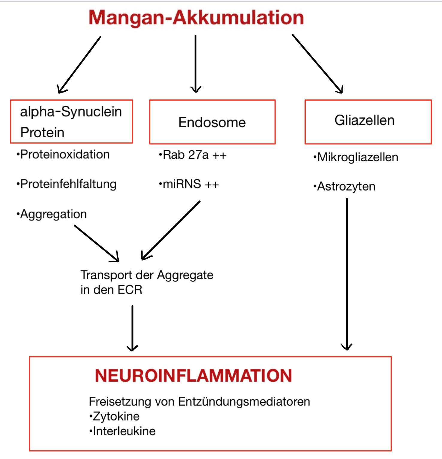 Übersicht der inflammatorischen Prozesse