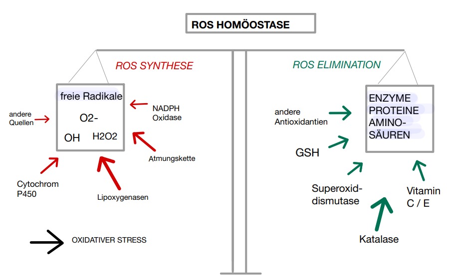 Homöostase der ROS