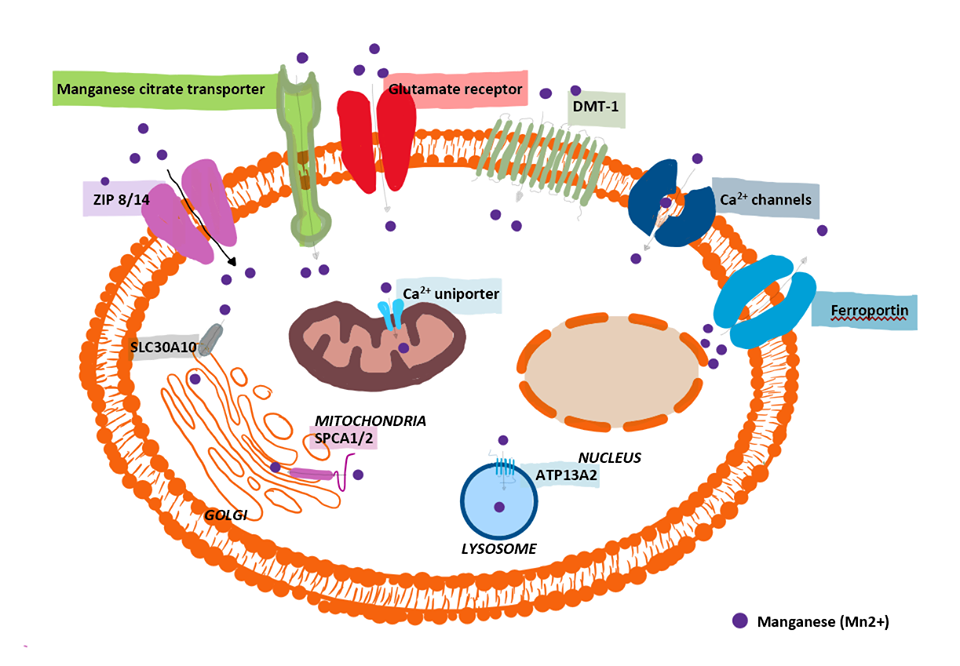 Cilia