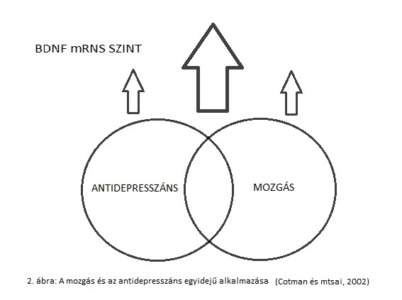 felugró szöveg