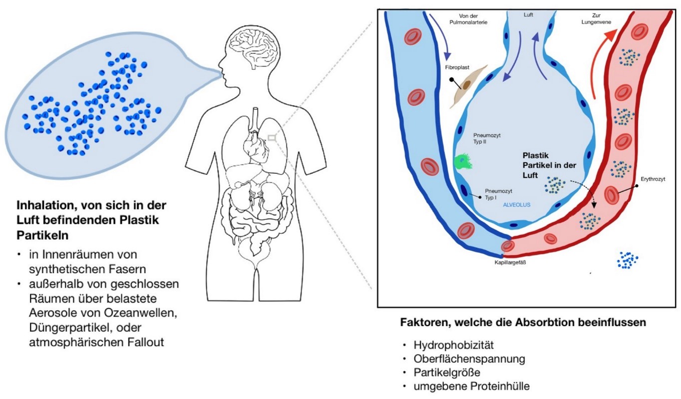 Aufnahme der Plastikpartikel über die Lunge.png