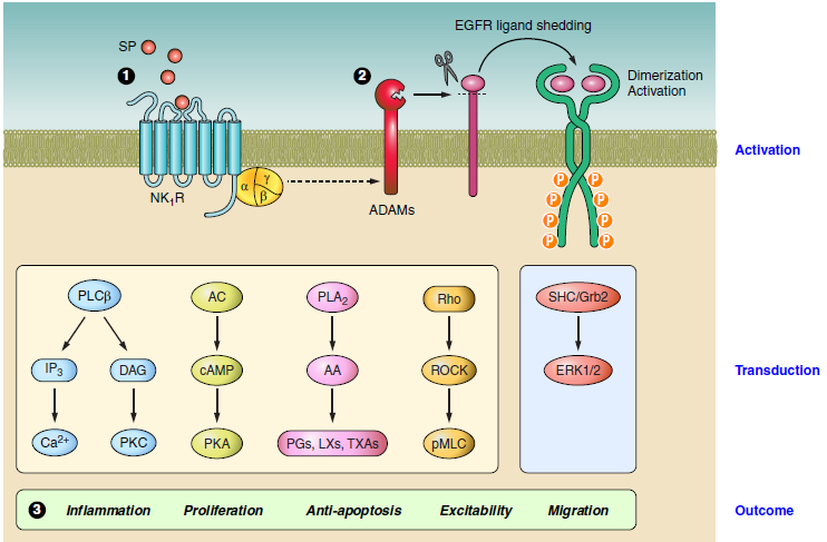 Figure 2: Mechanism of Neurokinin Receptor Signaling (Steinhoff ''et al,'' 2014).