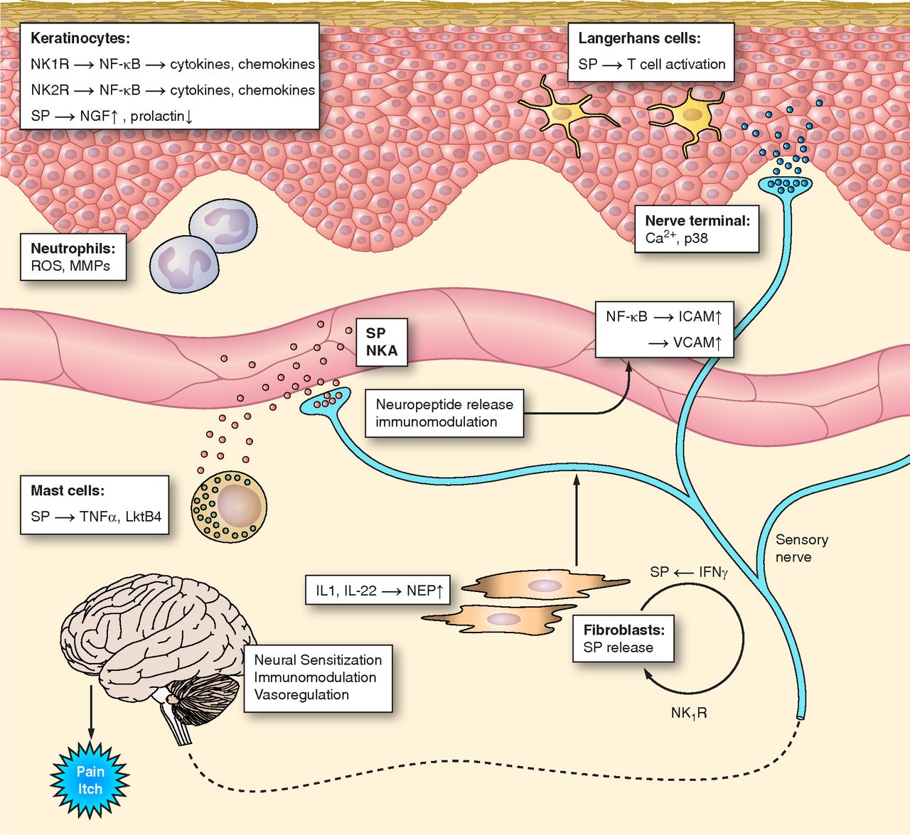 Figure 3: Neurokinin Receptors Signaling on the Skin (Steinhoff ''et al,'' 2014).