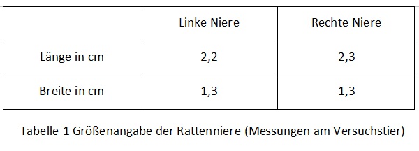 Abbildung 3, Tabelle Rattenniere