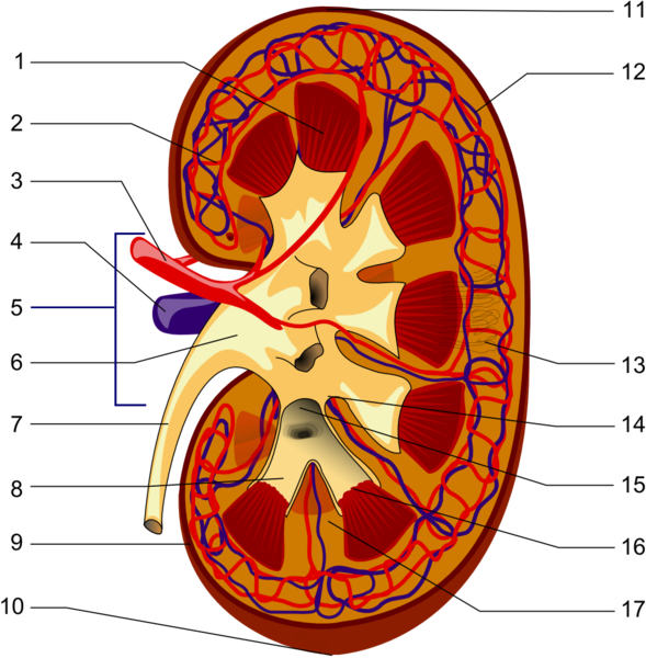 Abbildung 4, Übersicht Nephron