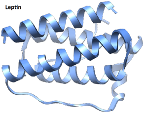 Leptin.jpg