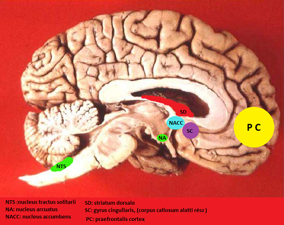 Az elhízást befolyásoló területek a frontális lebenynél található praefrontalis kéreg és a nucleus accumbens. Ezeken kívül pedig jelentős agyterületek még a IV. agykamránál található stiratum dorsale, a corpus callosum alatti gyrus cingullaris, továbbá a nucleus arcuatus és az agytörzsi nucleus tractus solitarii.