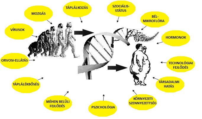 Az obezitás kialakulásában nagyon sok hatás játszik szerepet.