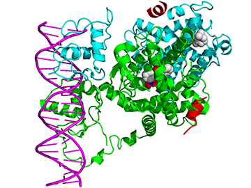 Figure 3.PPAR and RXR structure. PPARγ shown in green, RXRα shown in turquoise blue. Ligands shown in expanded white spherical structures binding internally to PPARγ and RXRα.